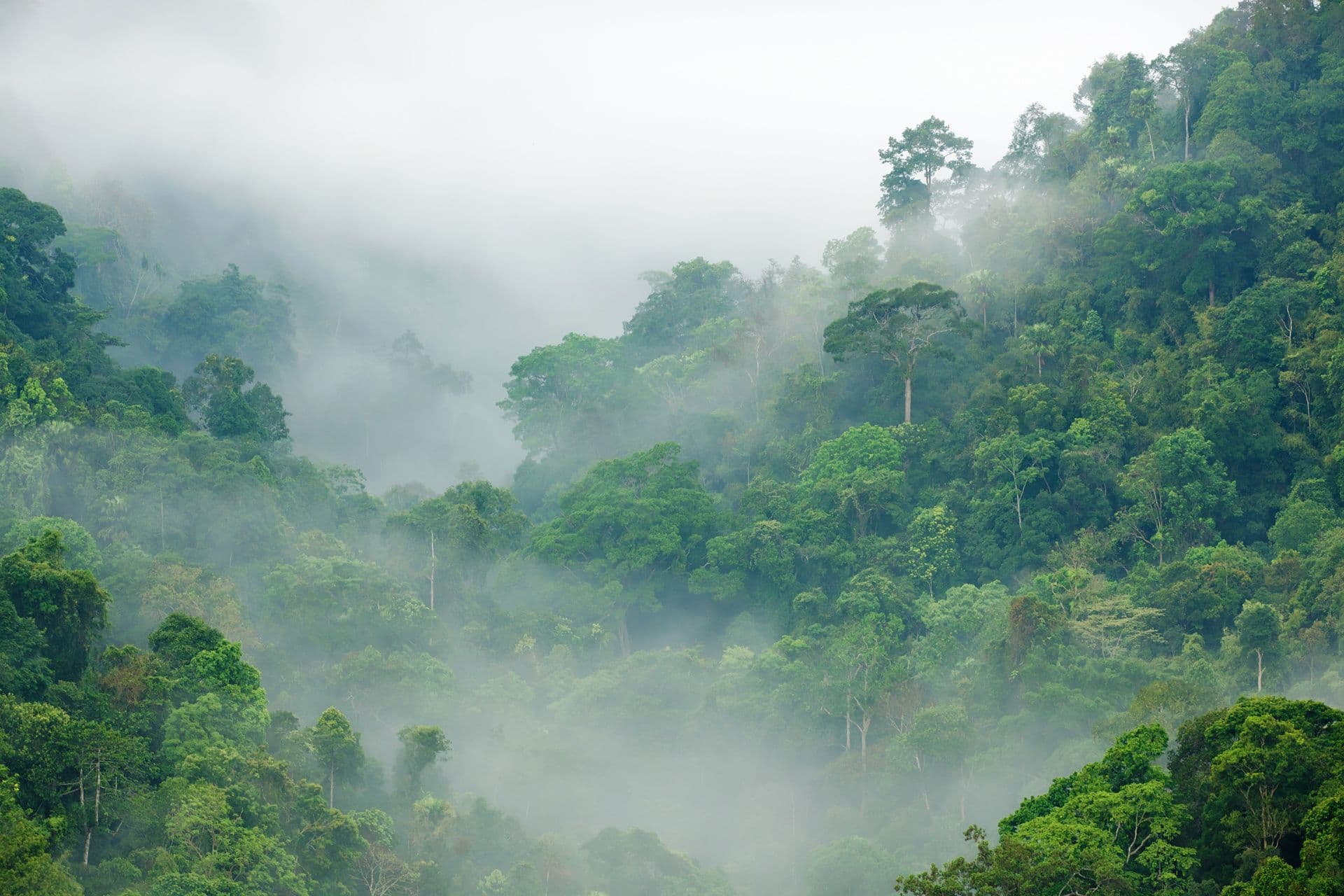Latar Belakang Hutan Hujan